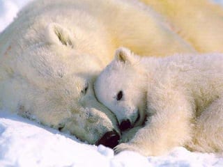 Arctic Resolve 6