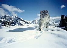 Mountain Resolve 13