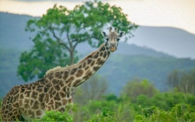 The “Why” of Natural Intelligence by Design
