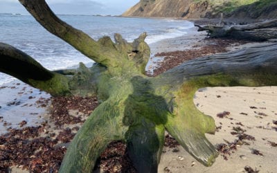 Tree’s Truth- Defy Fear
