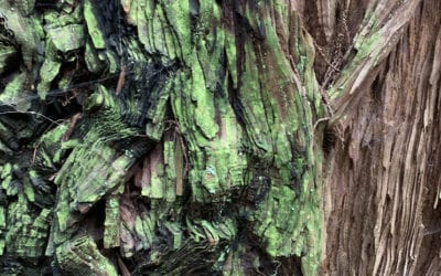 Tree’s Truth- Optimize Energy