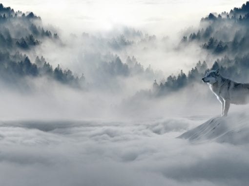 Mountain Resolve 6