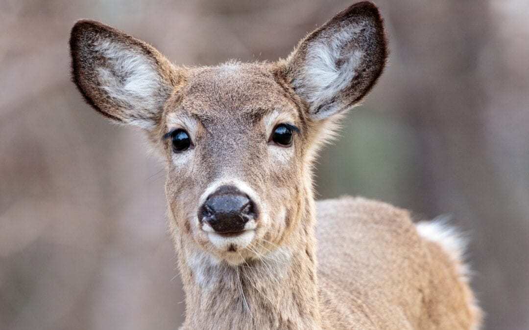 Whitetail Deer Doe Face