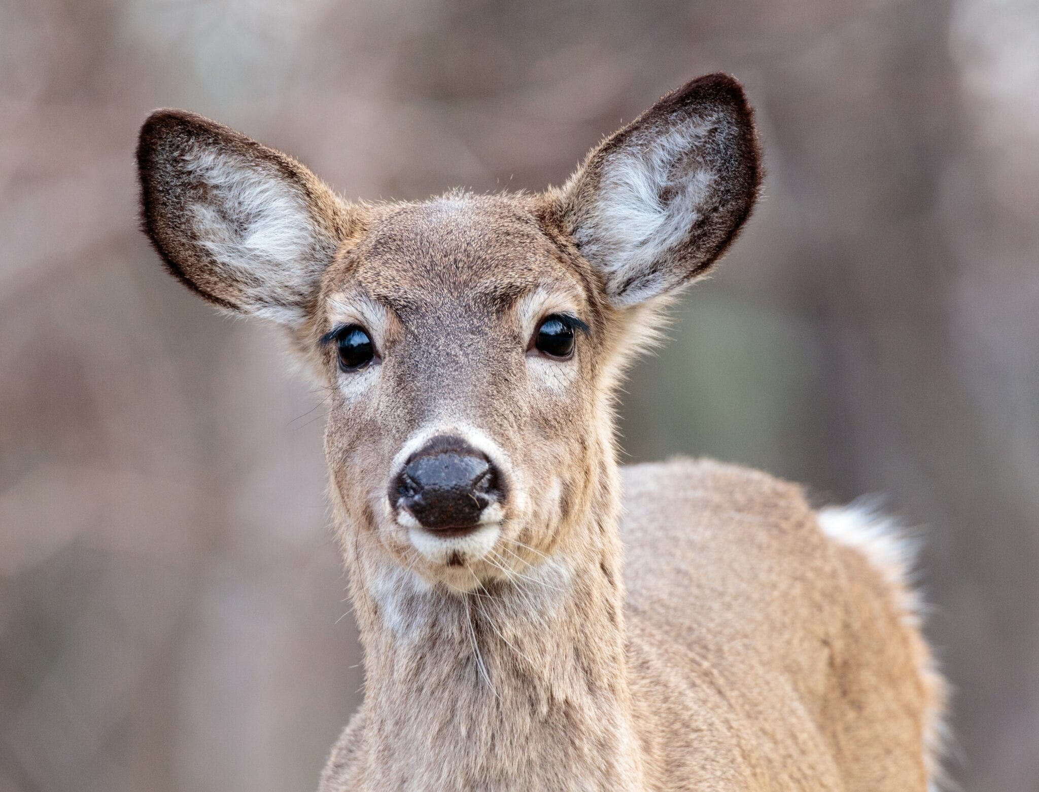 White Tailed Deer - Natural Intelligence