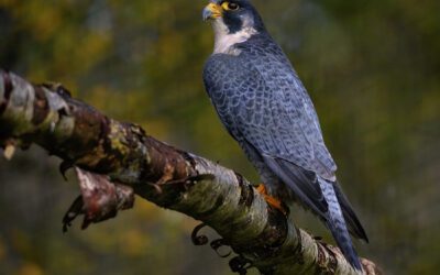 Peregrine_Falcon